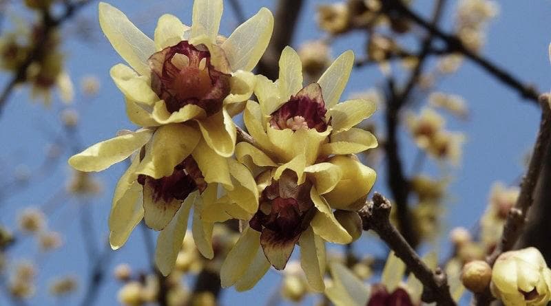 la rivincita del Calicantus